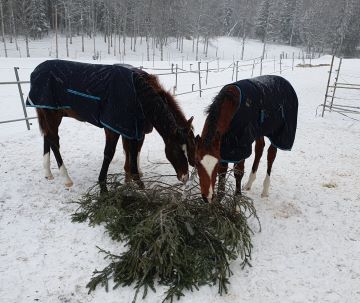 Hevosia virikkeellistetään talviaikaan