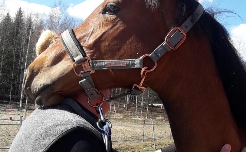 Hevosista ja luonnosta hyvinvointia korona aikaan