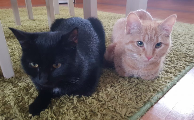 Kerttu ja Maisa kävivät steriloitavana