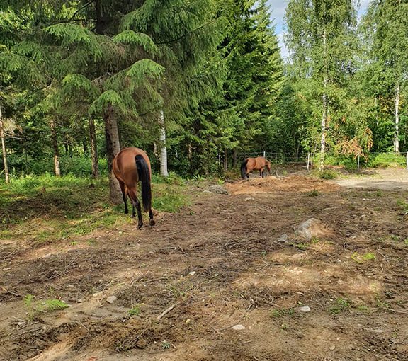 Metsälaidun avattu hevosille