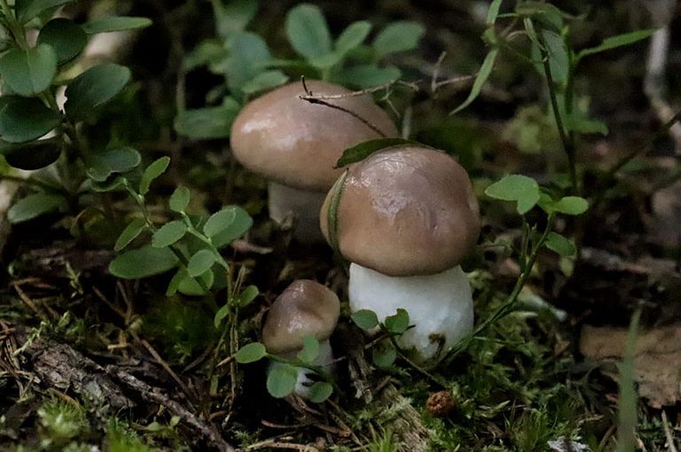 Sienimetsässä