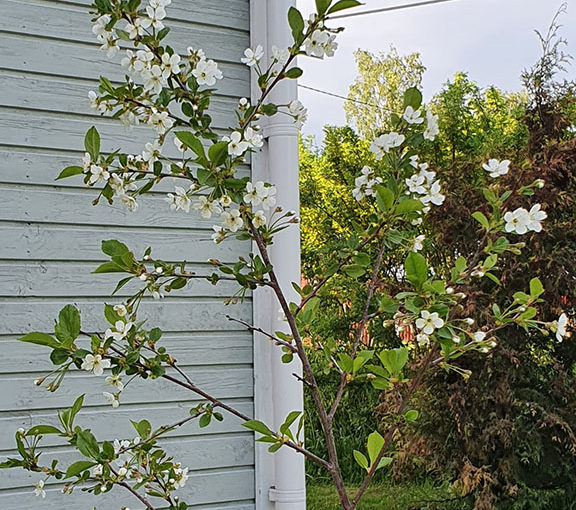Onnea kaikille Äideille!
